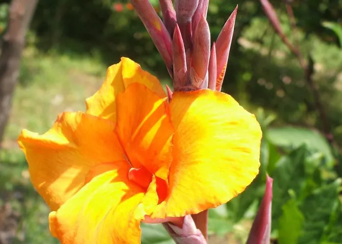 Maria Giovanna Giardini Naxos