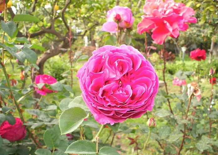 Maria Giovanna Giardini Naxos