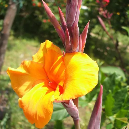 玛利亚乔万娜住宿加早餐旅馆 贾迪尼-纳克索斯